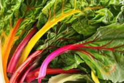 Swiss Chard - Canary Yellow 8 Swiss Chard - Canary Yellow -seedsnow Sales Store 700xshutterstock 40101130 df7d38fb 49b4 4755 aa9f 18bfb8e9a15a