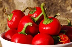 Pepper (Hot) - Cherry, Red 🔥🔥 -seedsnow Sales Store 700xshutterstock 44773720