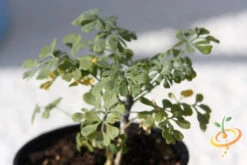 Rue -seedsnow Sales Store 700xshutterstock 45876901