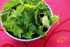 Mustard - Mizuna 15 Mustard - Mizuna -seedsnow Sales Store 700xshutterstock 53052703