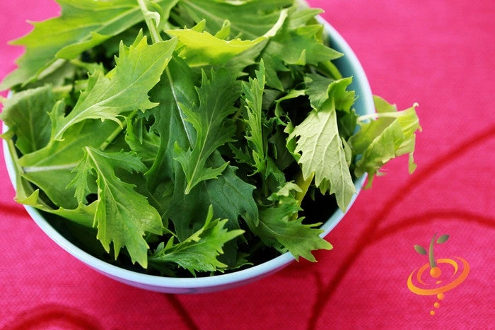 Mustard - Mizuna 6 Mustard - Mizuna - Image 4