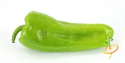 Pepper (Sweet) - Cubanelle 9 Pepper (Sweet) - Cubanelle -seedsnow Sales Store 700xshutterstock 53495863
