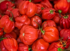 Pepper (Hot) - Habanero, Red Caribbean 🔥🔥🔥🔥🔥 -seedsnow Sales Store 700xshutterstock 54248452