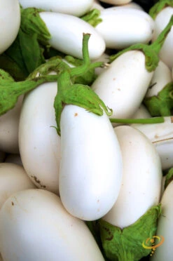 Eggplant - Casper 17 Eggplant - Casper -seedsnow Sales Store 700xshutterstock 57309835