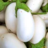 Eggplant - Casper 2 Eggplant - Casper -seedsnow Sales Store 700xshutterstock 57309835 700x 63c31bb7 71af 42b9 b5a5 642634907352