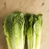 Lettuce - Romaine, Classic "Paris Island Cos" -seedsnow Sales Store 700xshutterstock 57457801 700x 9786a845 40bd 4275 accc bebefeaa0cab