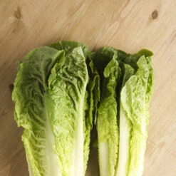 Lettuce - Romaine, Classic "Paris Island Cos"