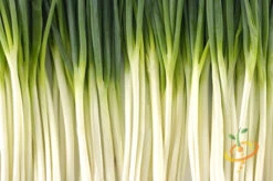 Onion - Tokyo Long White (Bunching), Scallion 15 Onion - Tokyo Long White (Bunching), Scallion -seedsnow Sales Store 700xshutterstock 66159427