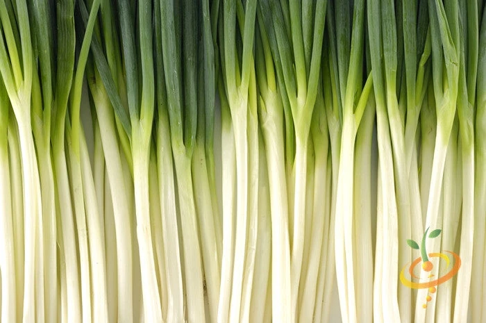 Onion - Tokyo Long White (Bunching), Scallion 7 Onion - Tokyo Long White (Bunching), Scallion - Image 5