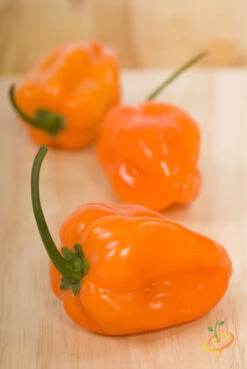 Pepper (Hot) - Habanero, Orange 🔥🔥🔥🔥 -seedsnow Sales Store 700xshutterstock 71102584