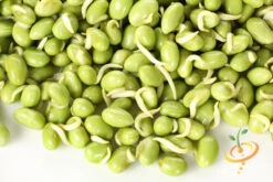 Bean, Lima/Bush - Henderson -seedsnow Sales Store 700xshutterstock 75499249