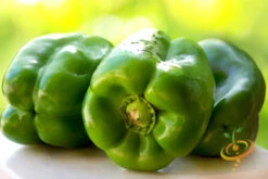 Pepper (Sweet) - Yolo Wonder -seedsnow Sales Store 700xshutterstock 79314787
