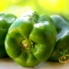 Pepper (Sweet) - Yolo Wonder -seedsnow Sales Store 700xshutterstock 79314787 700x c55b9494 54e4 4b9b 9ea0 0beb697e31a7