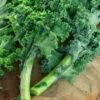 Kale - Classic, Blue Curled Scotch -seedsnow Sales Store 700xshutterstock 79356133 700x a4525002 8686 4872 9ace a4a99b0ce628