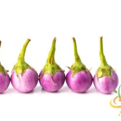 Eggplant - Round Mauve -seedsnow Sales Store 700xshutterstock 80673790 700x 9e31544e aacc 4785 886d f25605d439c9