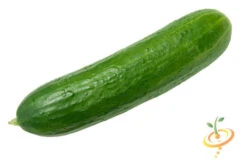 Cucumber - Marketmore 15 Cucumber - Marketmore -seedsnow Sales Store 700xshutterstock 82642027