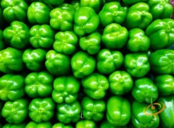 Pepper (Sweet) - Yolo Wonder -seedsnow Sales Store 700xshutterstock 83779777