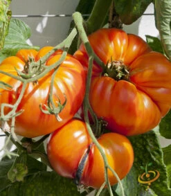 Front Page -seedsnow Sales Store 700xshutterstock 83790349