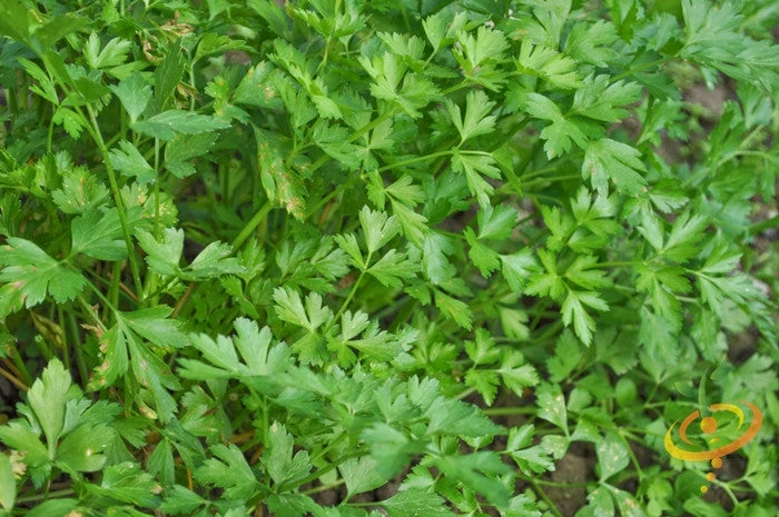 Parsley - Dark Green Italian Giant 5 Parsley - Dark Green Italian Giant - Image 3