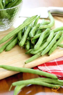 Bean, Bush - Contender 17 Bean, Bush - Contender -seedsnow Sales Store 700xshutterstock 86166364