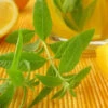 Mint - Lemon -seedsnow Sales Store 700xshutterstock 86560045 700x e16b000c b44c 43b8 8196 e5bb928af1cd