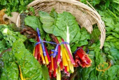 Swiss Chard - Rainbow Mix -seedsnow Sales Store 700xshutterstock 88655737