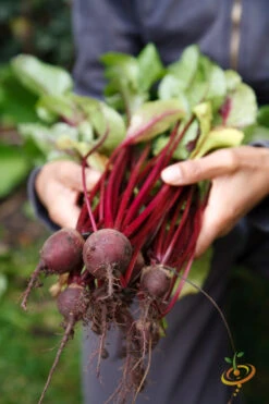 Beet - Detroit (Dark Red) -seedsnow Sales Store 700xshutterstock 91680380