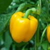 Pepper (Sweet) - Sunbright Yellow -seedsnow Sales Store 700xshutterstock 91927085 700x 6ae1eace 3585 4cb1 b79a 5c25f8518d0b