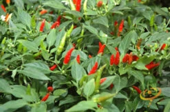 Pepper (Hot) - Tabasco 🔥🔥🔥 -seedsnow Sales Store 700xshutterstock 948043