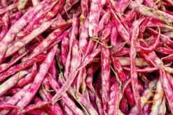 Bean, Bush - Borlotti -seedsnow Sales Store 700xshutterstock 95261911