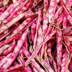 Bean, Bush - Borlotti