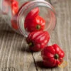 Pepper (Hot) - Habanero, Red Caribbean 🔥🔥🔥🔥🔥 2 Pepper (Hot) - Habanero, Red Caribbean 🔥🔥🔥🔥🔥 -seedsnow Sales Store 700xshutterstock 95959012 700x 9a829c82 53fc 4f94 81d7 4370c2b52295