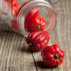 Pepper (Hot) - Habanero, Red Caribbean 🔥🔥🔥🔥🔥
