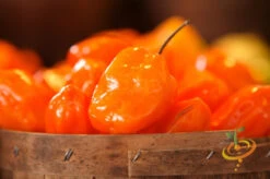 Pepper (Hot) - Habanero, Orange 🔥🔥🔥🔥 -seedsnow Sales Store 700xshutterstock 9750031