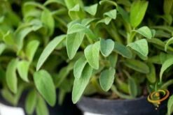 Sage - Broadleaf -seedsnow Sales Store 700xshutterstock 98113418