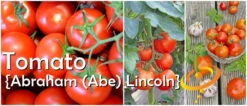 Tomato - Abraham (Abe) Lincoln (Indeterminate) -seedsnow Sales Store Abe Lincoln Tomato