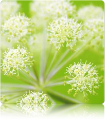 Angelica (Wild Celery / Holy Ghost) 8 Angelica (Wild Celery / Holy Ghost) - Image 6