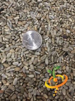 Artichoke - Green Globe -seedsnow Sales Store Artichoke Green Globe 2