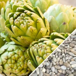 Artichoke - Green Globe -seedsnow Sales Store Artichoke Green Globe seeds