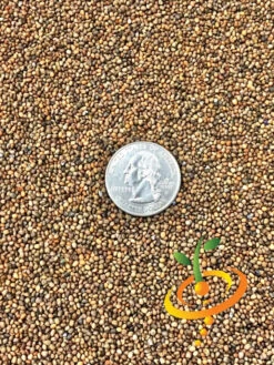 Arugula - Roquette (Rocket) -seedsnow Sales Store Arugula Roquette 22