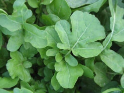 Arugula - Roquette (Rocket) -seedsnow Sales Store Arugula Clutivated roquette
