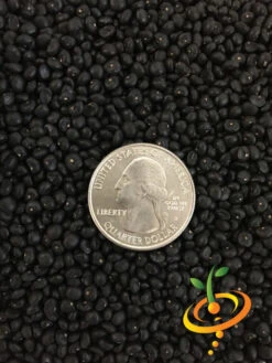 Asparagus - Mary Washington (Seeds) -seedsnow Sales Store Asparagus Mary Washington seeds 1