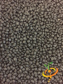 Asparagus - Mary Washington (Seeds) -seedsnow Sales Store Asparagus Mary Washington seeds 2