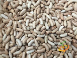 Bean, Bush - Contender 21 Bean, Bush - Contender -seedsnow Sales Store Bean Bush Contender seeds 2