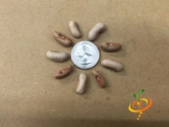 Bean, Bush - Contender 19 Bean, Bush - Contender -seedsnow Sales Store Bean Bush Contender seeds 3