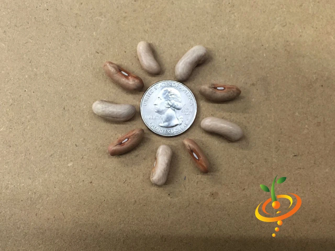 Bean, Bush - Contender 9 Bean, Bush - Contender - Image 7