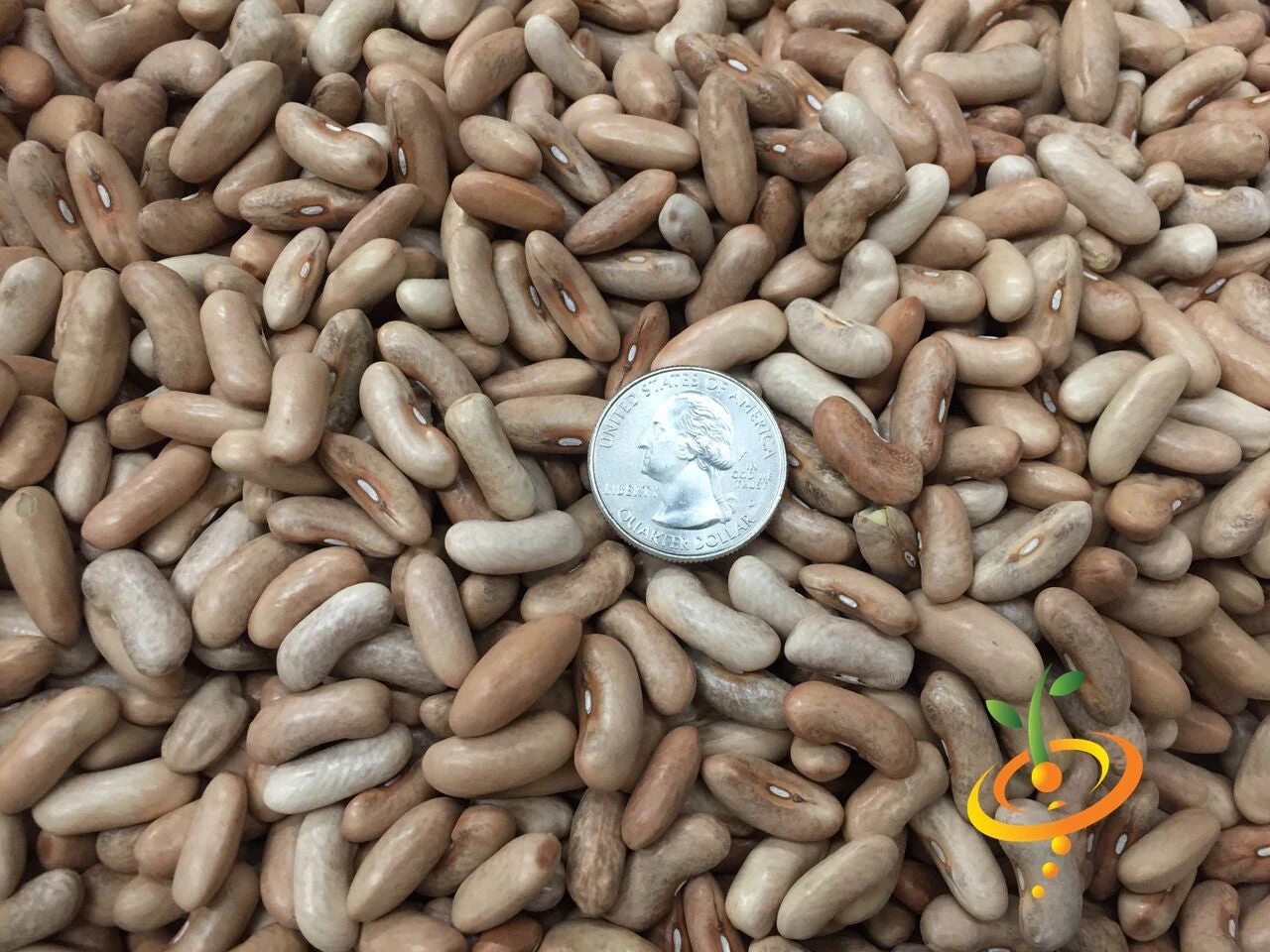 Bean, Bush - Contender 12 Bean, Bush - Contender - Image 10