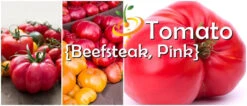 Tomato - Beefsteak, Pink (Indeterminate) -seedsnow Sales Store Beefsteak Pink Tomato