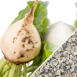 Beet - Detroit (White) -seedsnow Sales Store Beet Detroit White