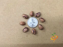 Bean, Bush - Borlotti -seedsnow Sales Store Borlotti seeds 3